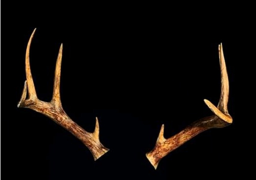 生化危机4重制版鹿角有什么用加多少伤害-生化危机4重制版鹿角怎么获得