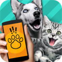 Pet Translator中文版下载-Pet translator中文版官方版下载v1.1